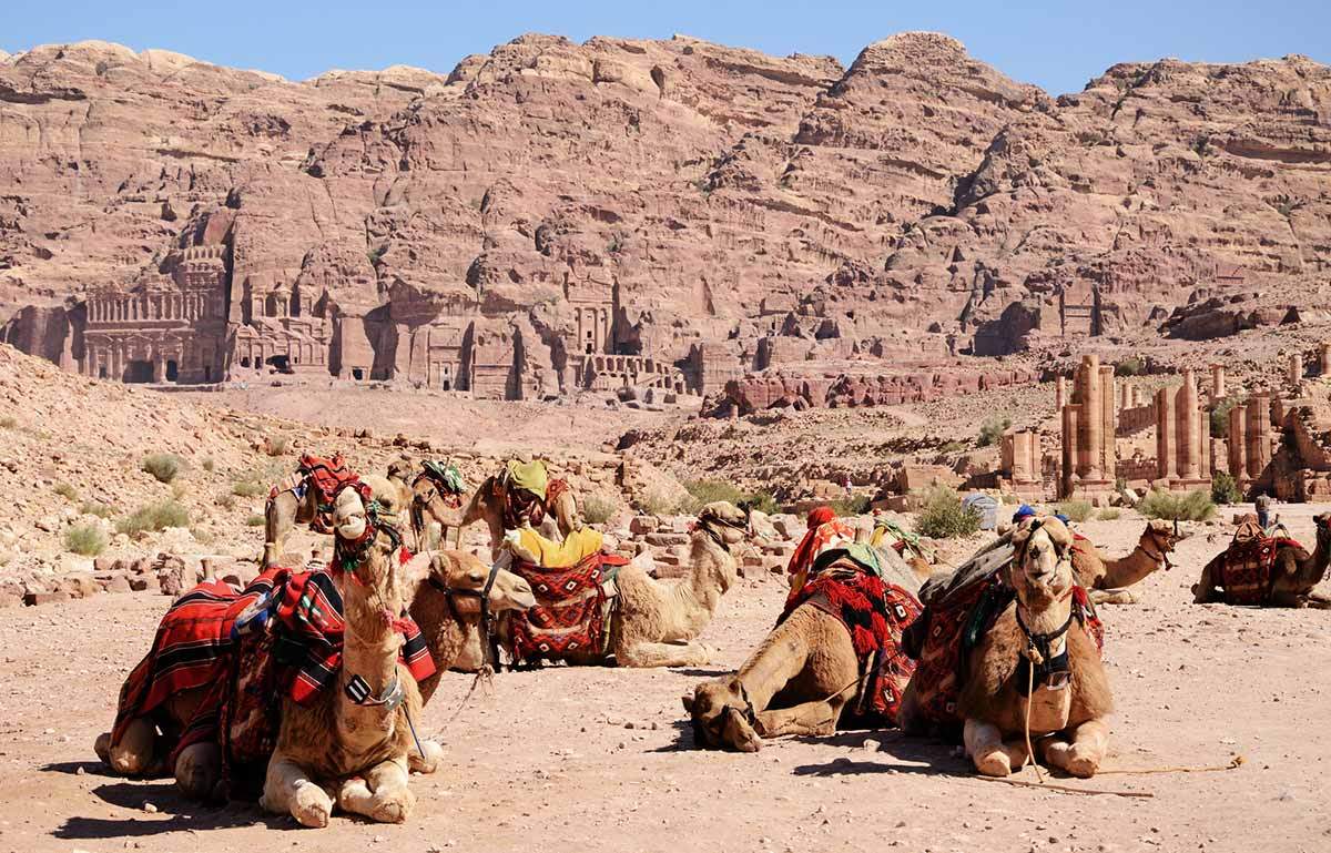 camels in jordanian desert