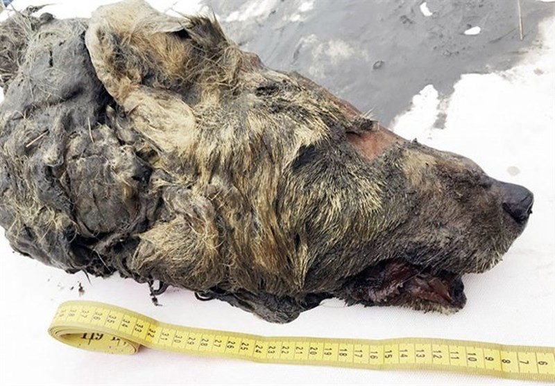 40,000-Year-Old Bear-Like Wolf Found Preserved in Siberian Permafrost -  Science news - Tasnim News Agency