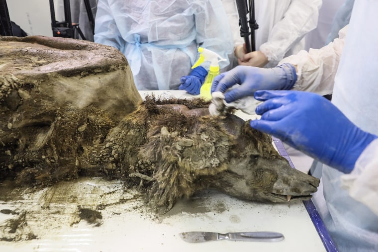 Scientists dissect 3,500-year-old bear discovered in Siberian permafrost