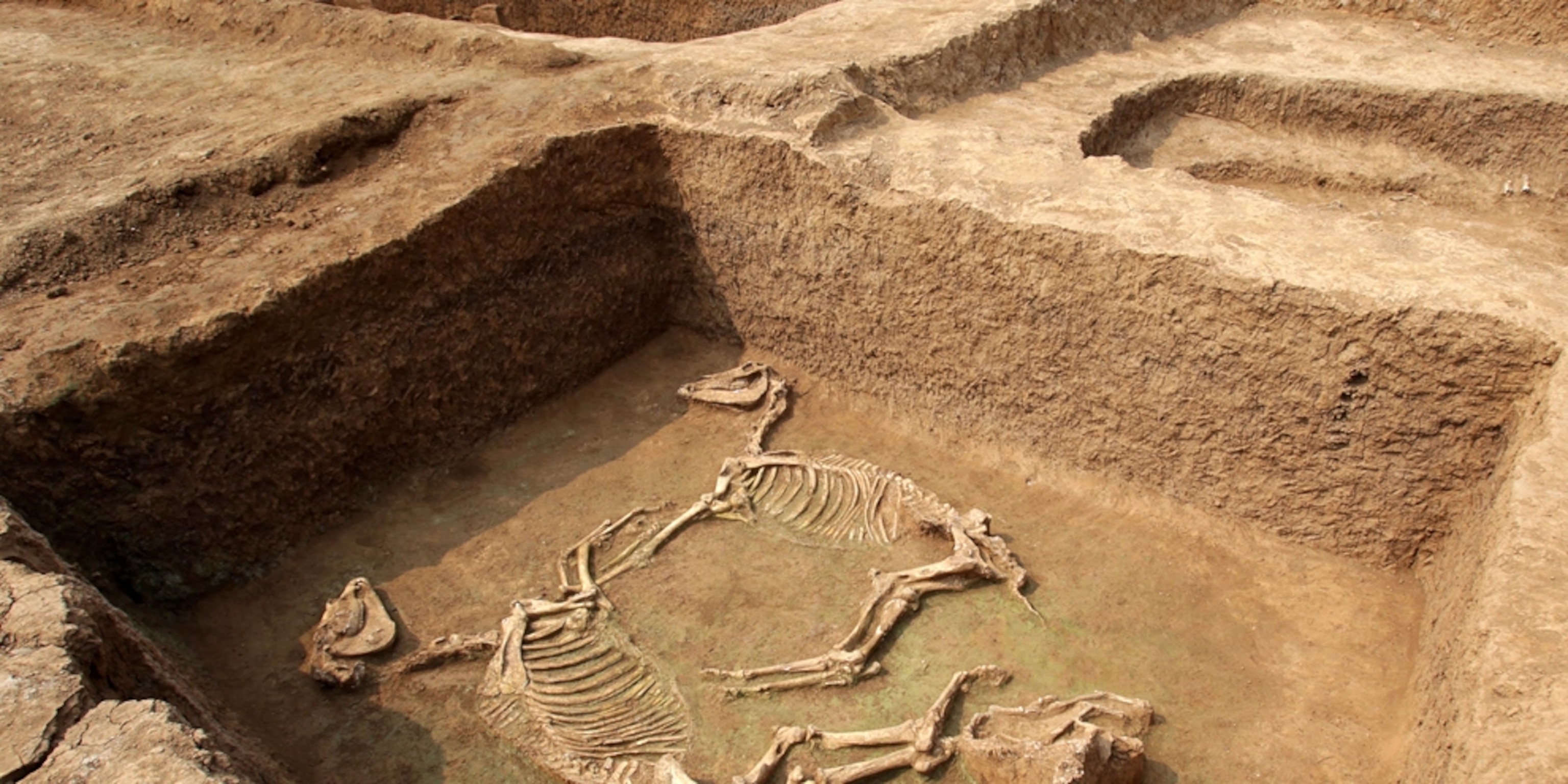 Pictures: Ancient Chariot Fleet, Horses Unearthed in China