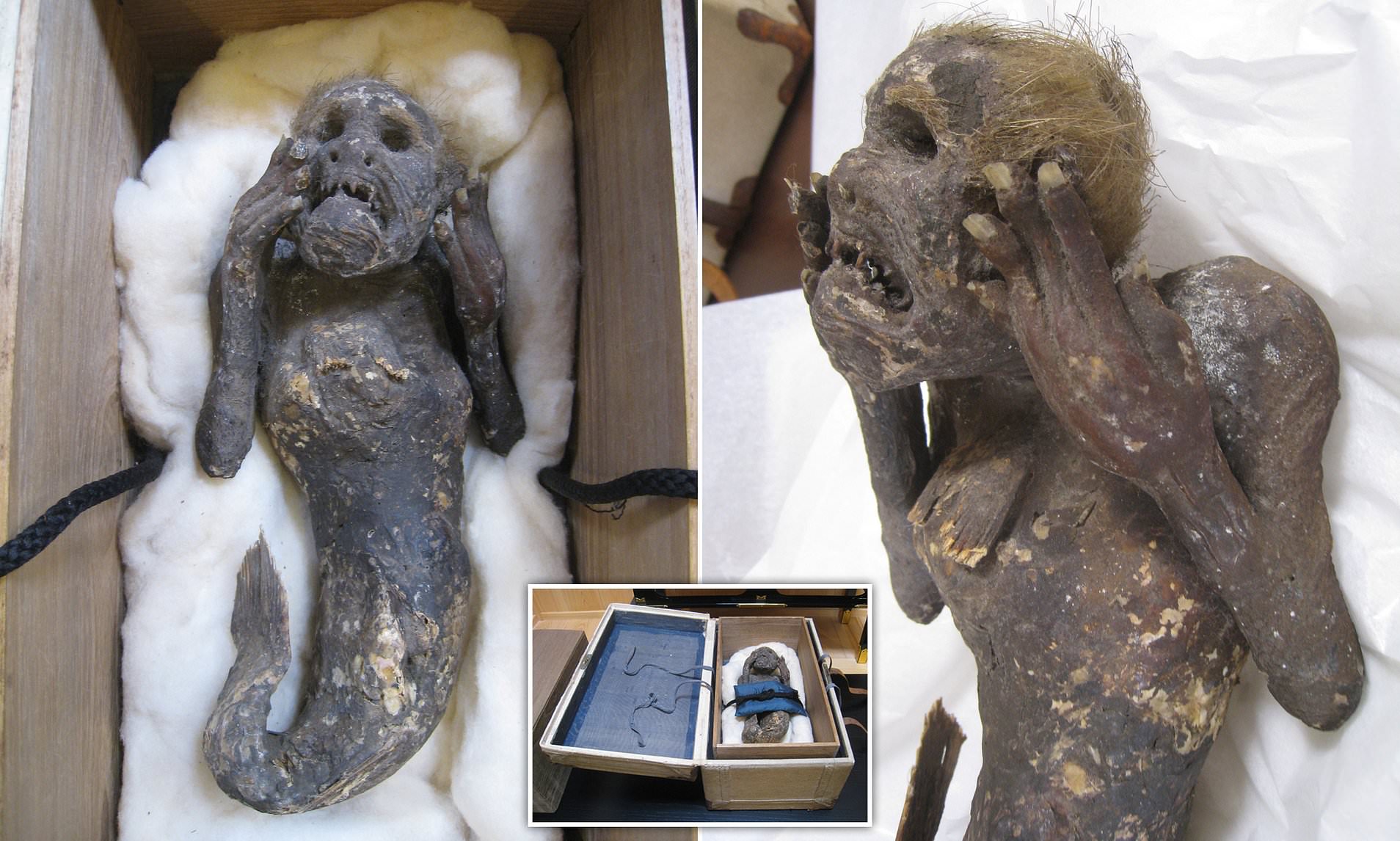 The truth behind the 300-year-old 'Mermaid mummy' 'caught in the Pacific Ocean' | Daily Mail Online