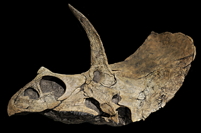 Eotriceratops | Eotriceratops has one of the largest skull o… | Flickr