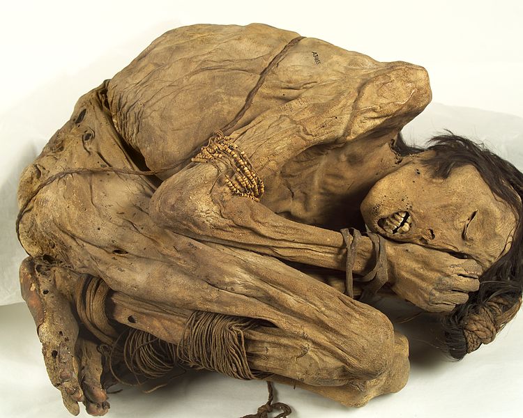 File:Peruvian mummified male, c.1200-1400 Wellcome L0036478.jpg
