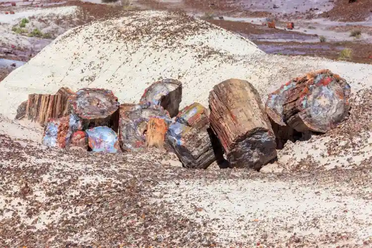 Arizona's 225 Million-Year-Old Petrified Tree Trunk
