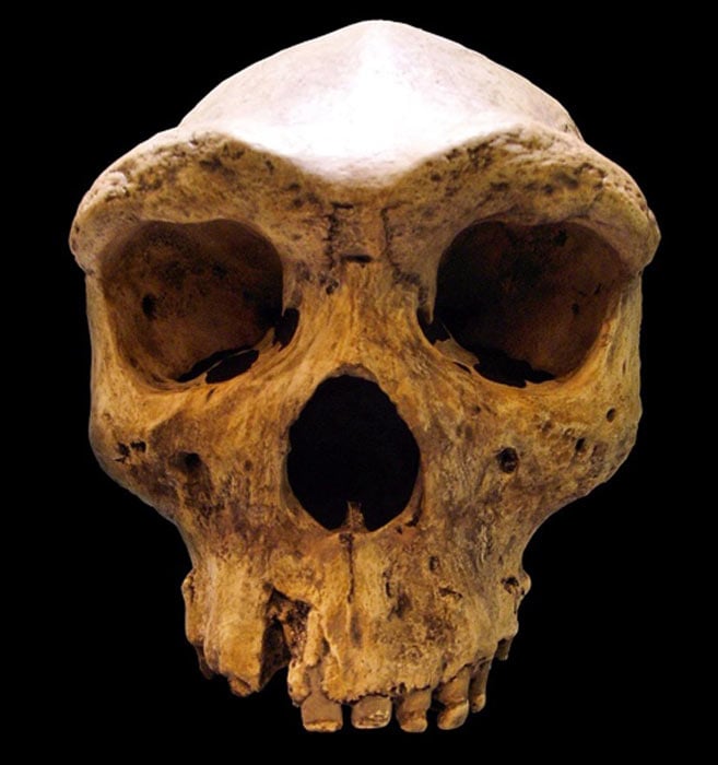 Replica of the prehistoric Kabwe skull, housed in Mauer Museum, in Heidelberg, Germany. (Gerbil / CC BY-SA 3.0)