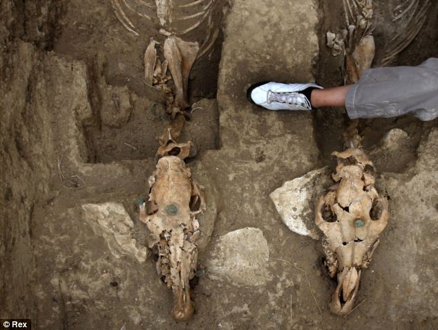 Mystery of horse remains found in Bulgaria that suggest the creatures were buried standing up - Armenian News - Tert.am