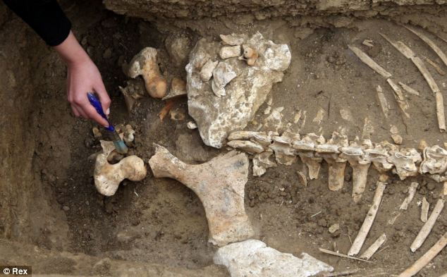 Mystery of the 2,500-year-old horse remains found in Bulgaria that suggest the creatures were buried standing up | Daily Mail Online