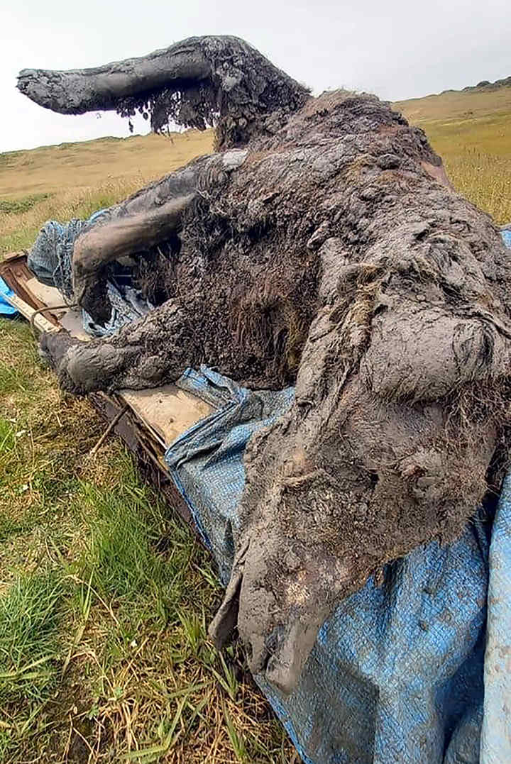 First ever preserved Cave Bear body found in the permafrost of Siberia