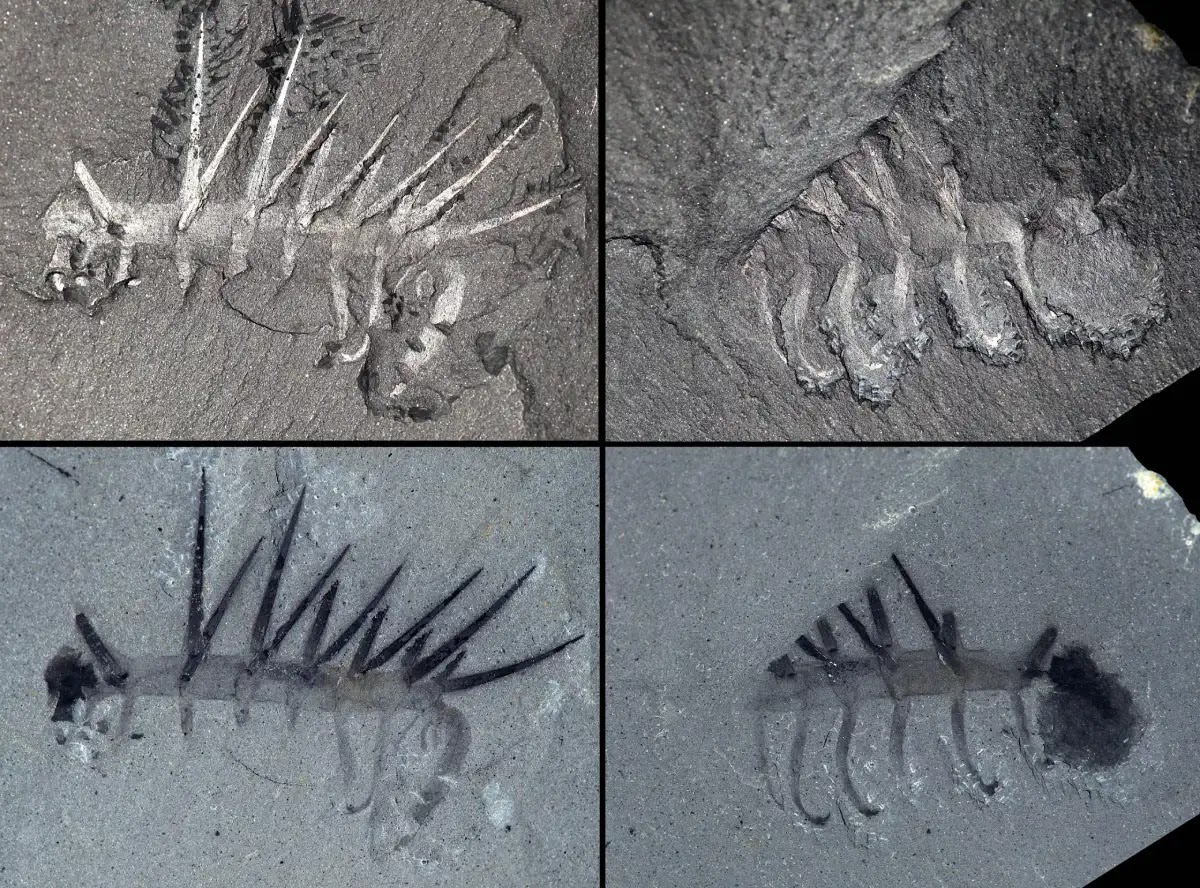 Hallucigenia: The Alien-Like Creature That Once Roamed the Earth | Geology  In