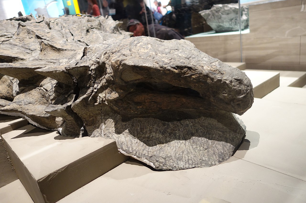 Recently Discovered Dinosaur 'Mummy' Is So Well-Preserved It Even Has The  Skin And Guts Intact