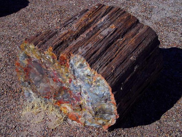 Petrified Tree Trunk in Arizona is 225 Million Years Old | The Vintage News