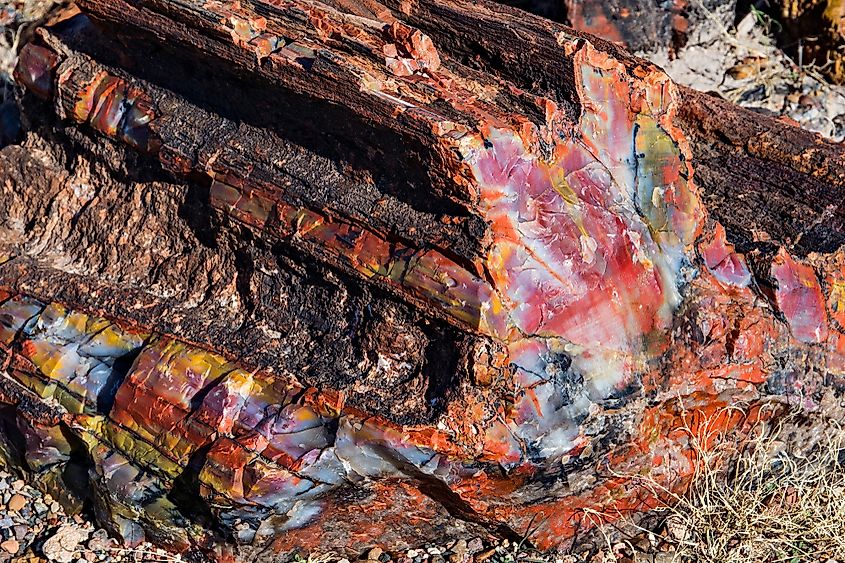 What Is The Petrified Forest In Arizona Famous For? - WorldAtlas