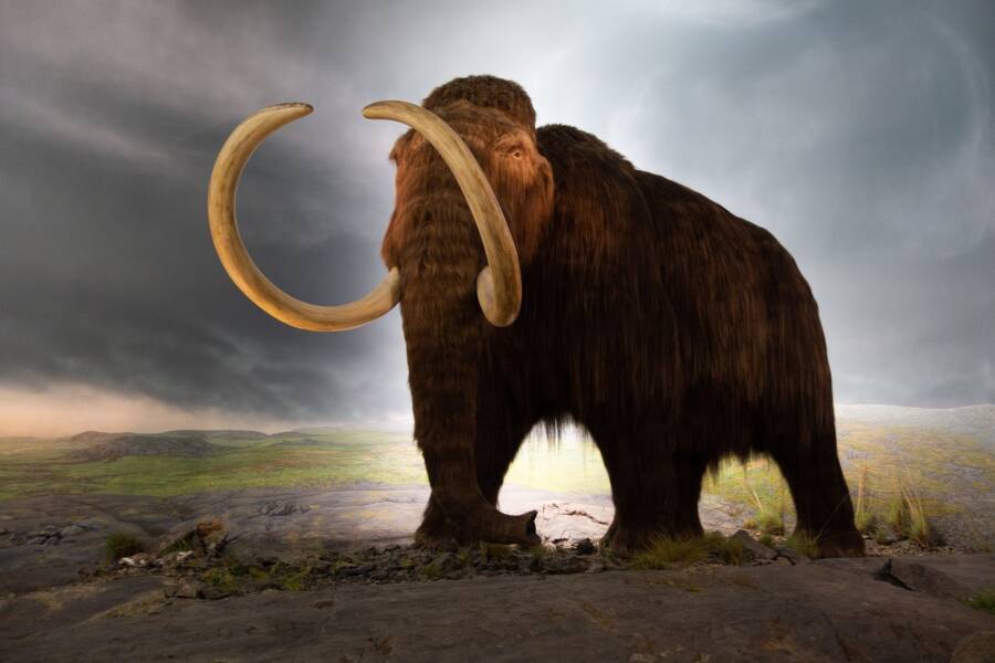 Girl Finds 100,000-Year-Old Woolly Mammoth Bones In Russia