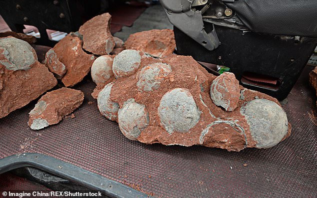 Science-loving boy, 10, discovers a nest of 11 dinosaur eggs while playing | Daily Mail Online