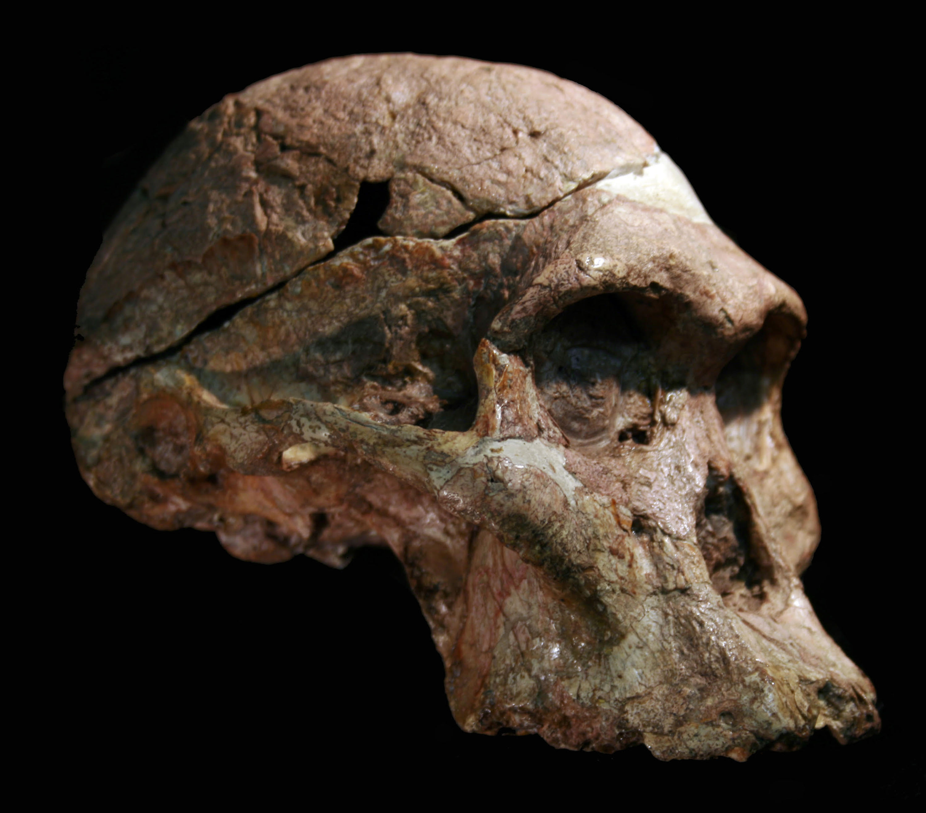 Ancient Hominins From “Cradle Of Humankind” 1 Million Years Older Than  Thought | IFLScience