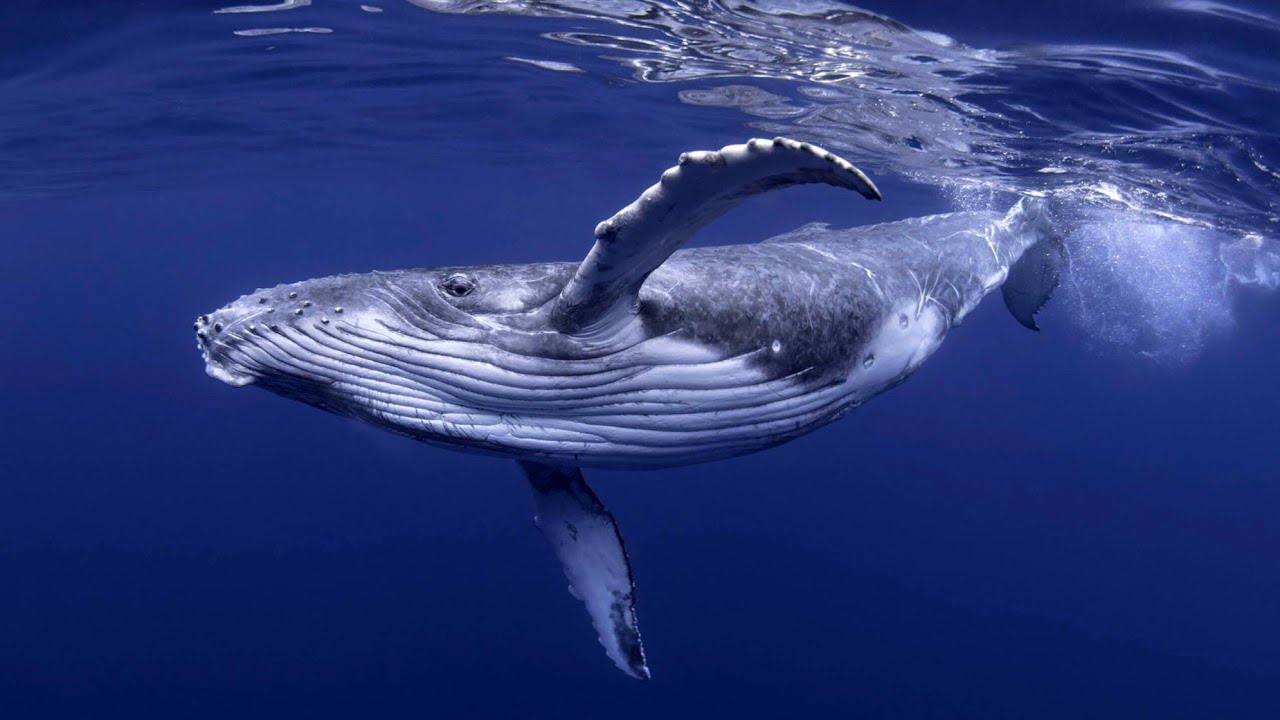 You can hear a blue whale's heartbeat from more than 2 miles away. - YouTube