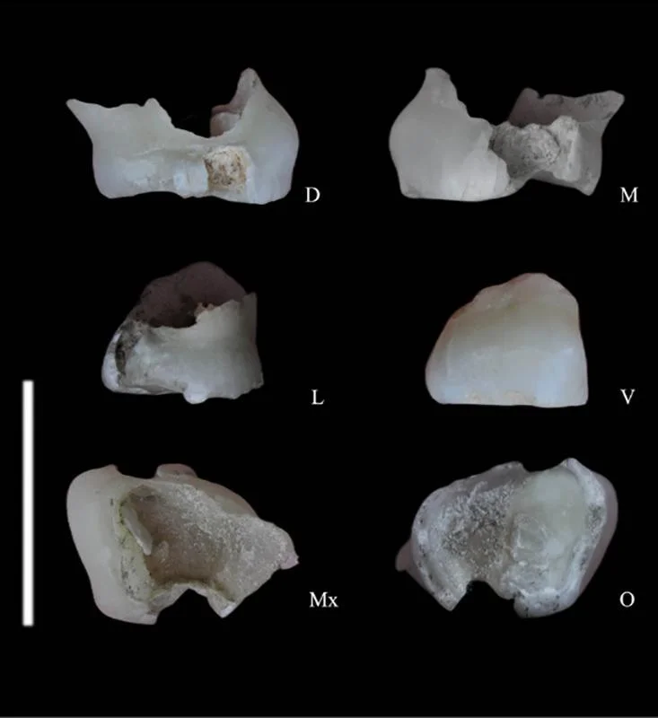 450,000-year-old human tooth unearthed in Qaleh Kurd Cave, Iran