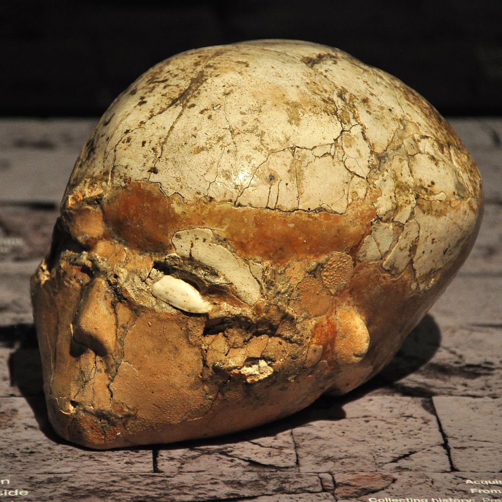 Plastered Skull from Jericho | Jericho, 7000 BC. Presented b… | Flickr