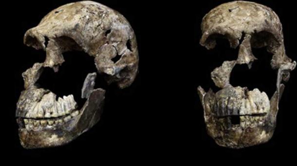 Adult male cranium ‘H. naledi’ from Lesedi chamber, Naledi, South Africa. (CC BY 4.0)