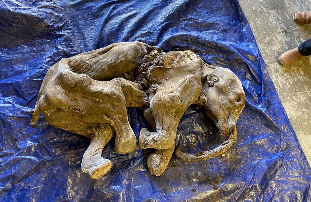 Mummified baby mammoth unearthed by Canadian miners - BBC Science Focus Magazine