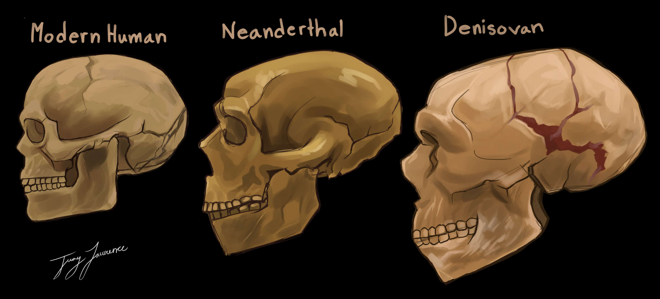 Researchers identify a Neanderthal-Denisovan hybrid – The Varsity