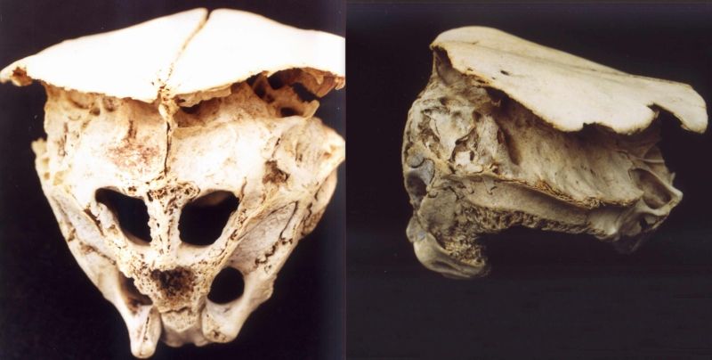 The Rhodope Skull: The mysterious cranium of a real-life Alien? | Skull, Alien skull, Alien