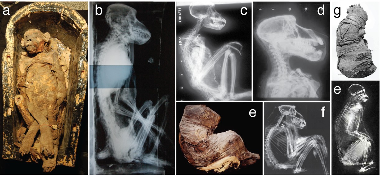 Mummified baboons reveal the far reach of early Egyptian mariners | eLife