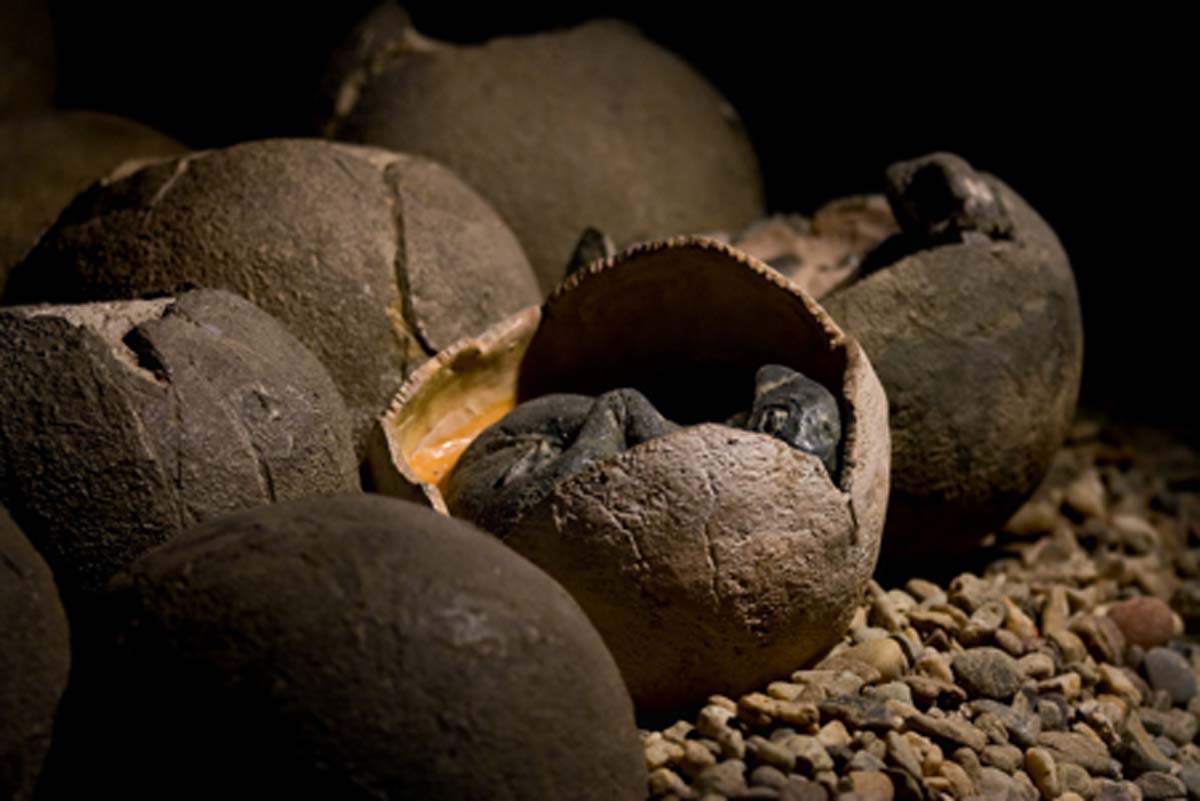 Chinese Boy Accidentally Found 66-Million-Year-Old Dinosaur Eggs | Ancient Origins