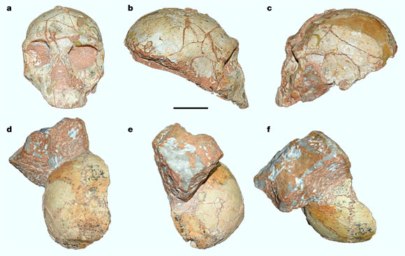 Apidima 1 and 2 skulls: (a-c) Apidima 2, frontal, right lateral and left lateral views; (d-f) Apidima 1, posterior, lateral and superior views. Scale bar - 5 cm. Image credit: Harvati et al, doi: 10.1038/s41586-019-1376-z.