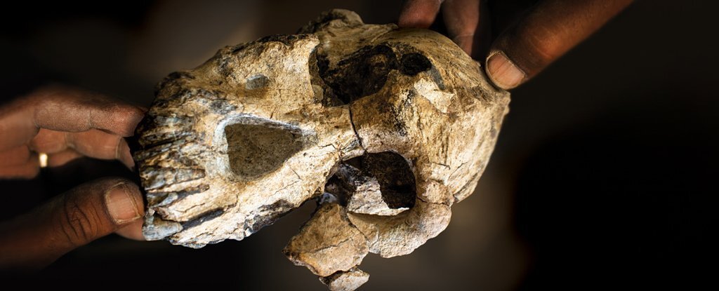 a-3-8-million-year-old-skull-reveals-lucys-ancestors