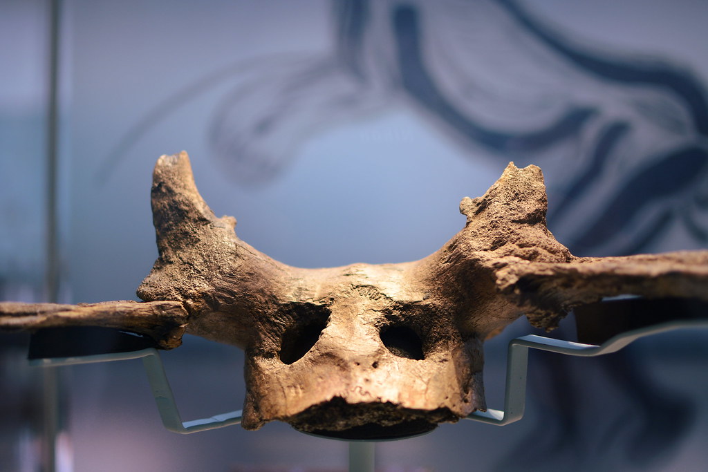 Red deer skull mask, from the Mesolithic site at Star Car… | Flickr