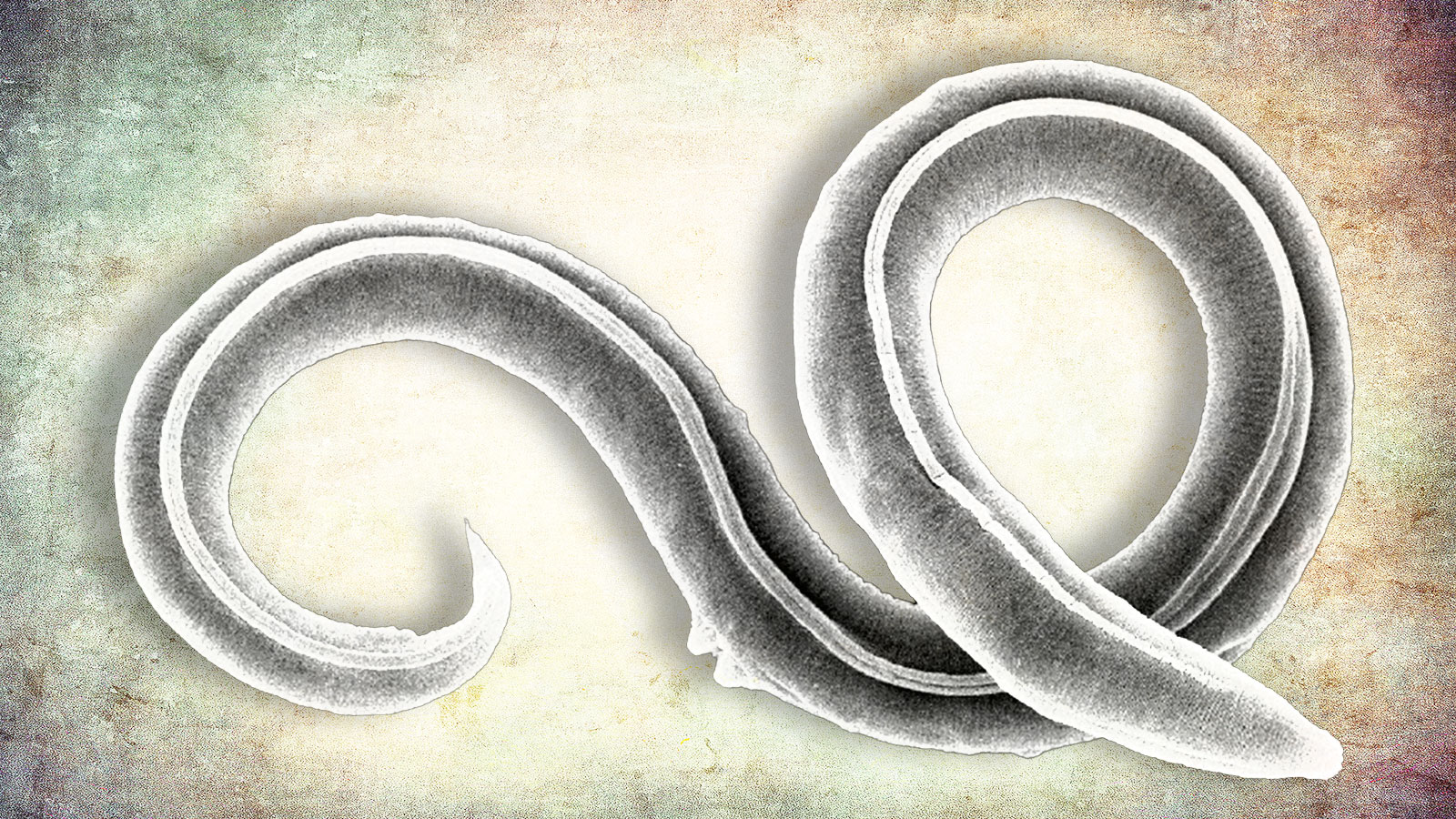 Worms resurrected after 46,000 years