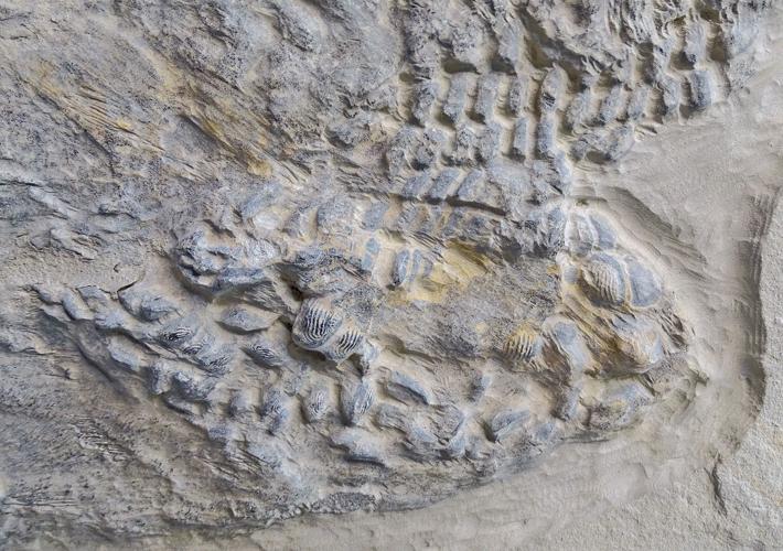 Fossil of an ancient shark that swam in the age of dinosaurs solves centuries-long mystery | Nation & World | waaytv.com