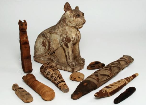 70 Million Mummified Animals in Egypt Reveal Dark Secret of Ancient Mummy  Industry