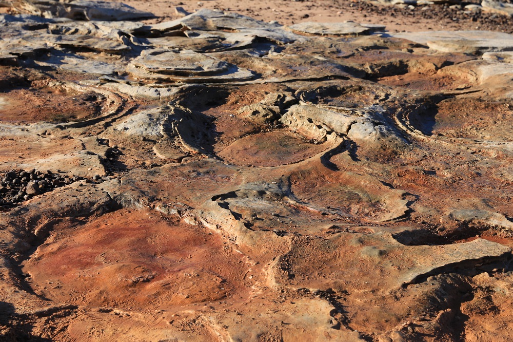 Dinosaur tracks | Roebuck Bay Working Group