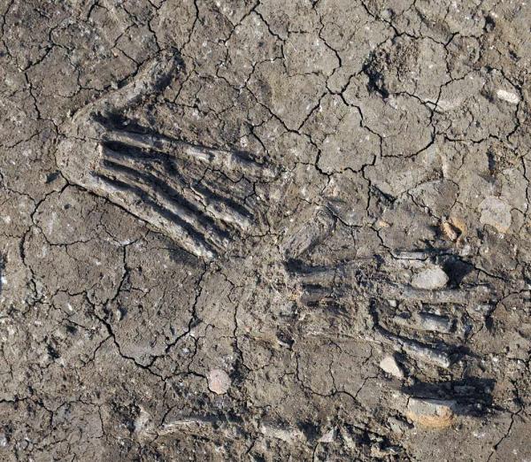 3600-year-old pits full of giant hands discovered in Egypt BY