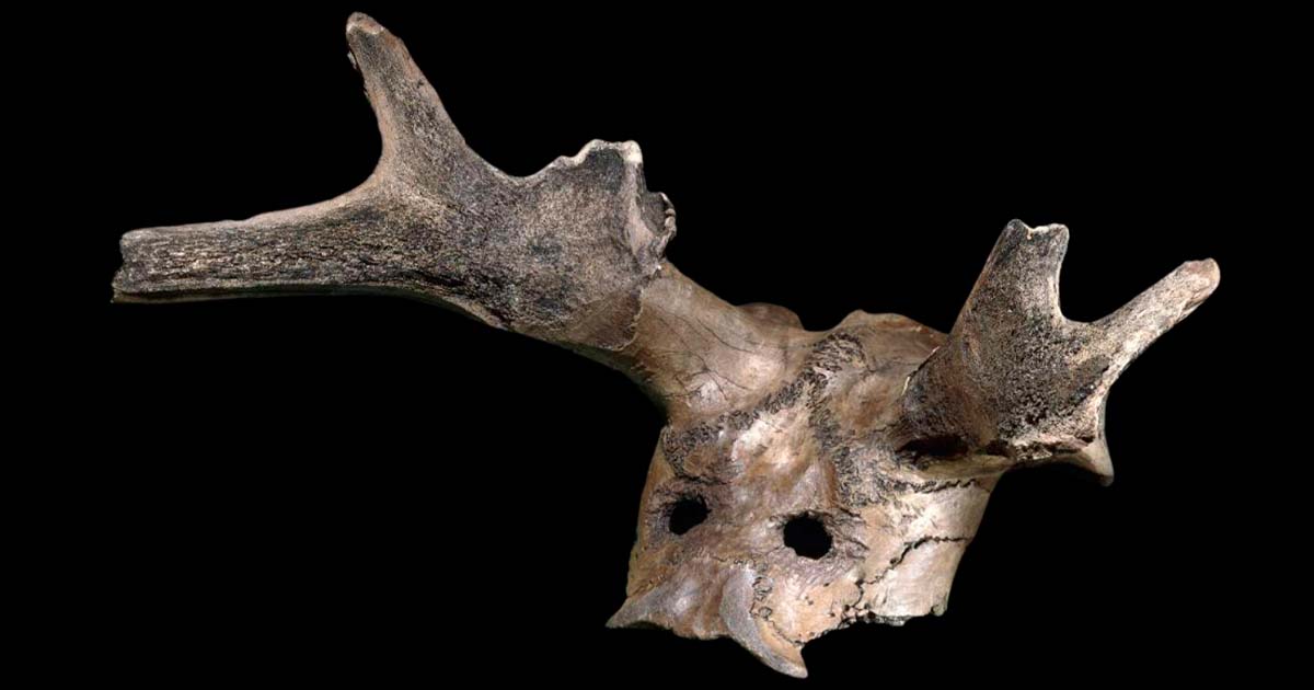 The Mystery of the Ritualistic Deer Bone Mask, a Mesolithic Marvel (Video)  | Ancient Origins