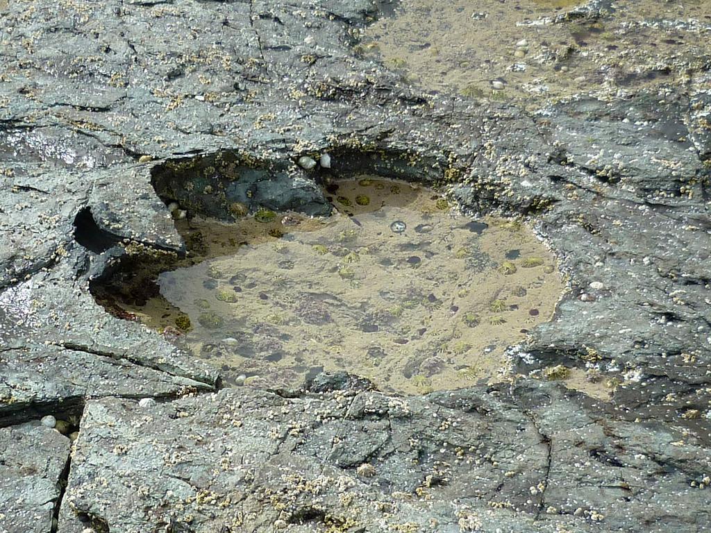 World's largest dinosaur footprint found in Scotland | news.com.au — Australia's leading news site