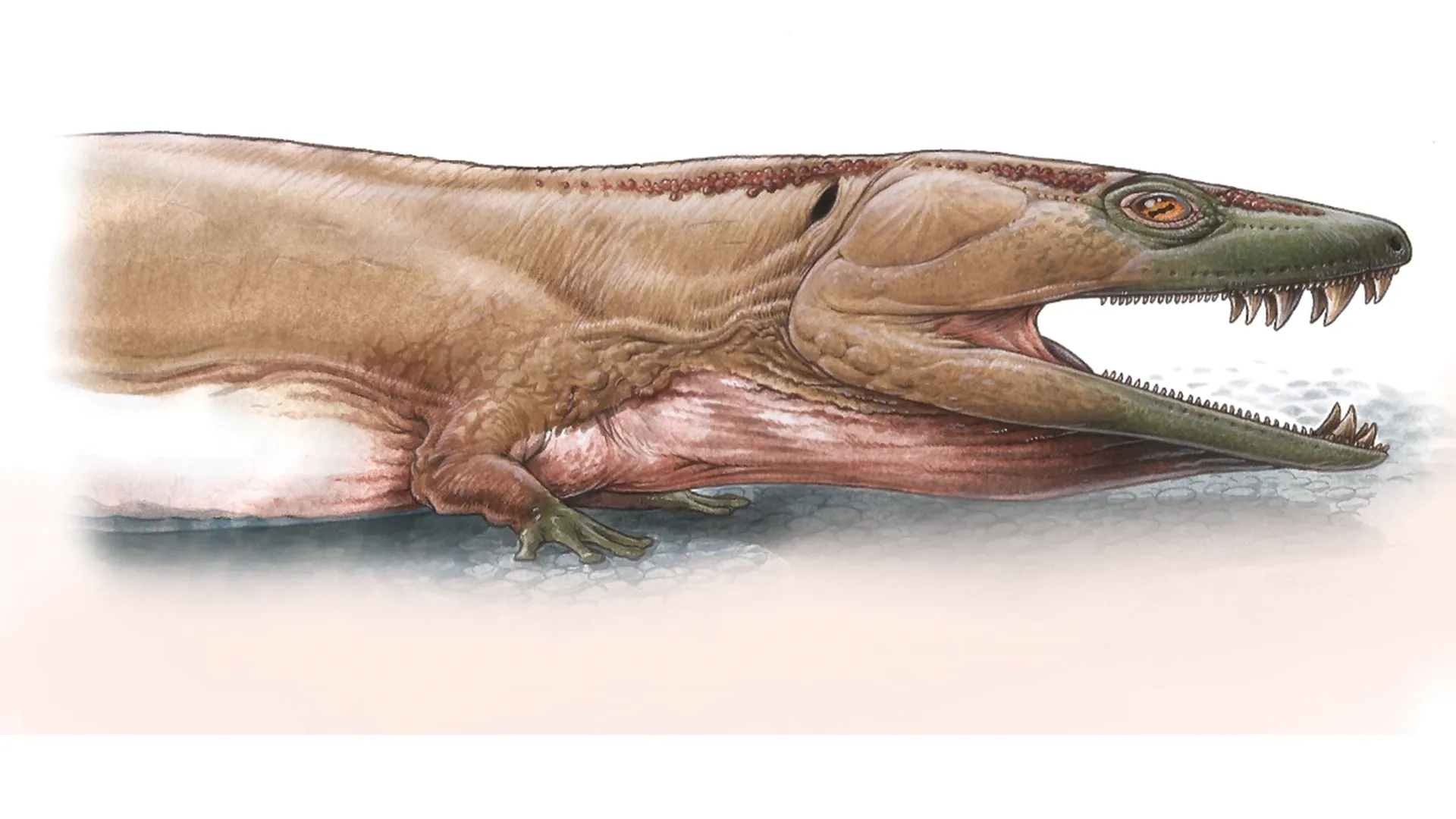 Giant Ancient Swamp Creature From Lost Supercontinent Of Gondwana Discovered | IFLScience