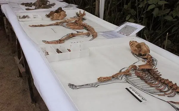 More than 100 dog skeletons dating back 1,000 years