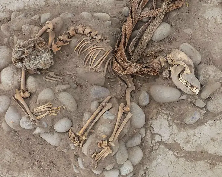 Excavations at Lima\'s zoo have uncovered over 100 well-preserved dogs