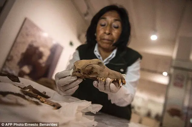 An archaeologist works on a dog\'s remains found at the Parque de las Leyendas zoo in Lima