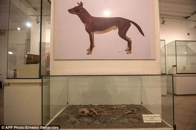 Since 2001, the remains of 138 dogs and 134 humans have been found inside wak\'a, or sacred sites, in the Park of Legends zoo in Lima, Peru