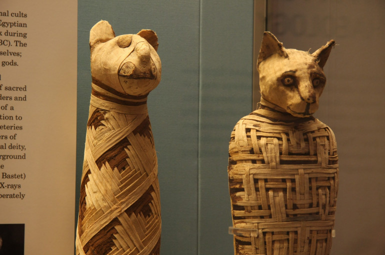 Egypt's animal mummy 'scandal' revealed - Armenian News - Tert.am