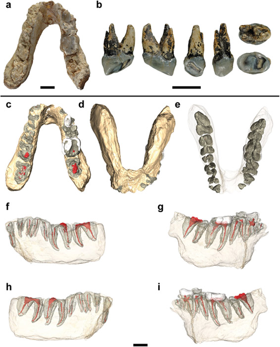 Studied specimens and virtual reconstructions of the holotype of Graecopithecus. *