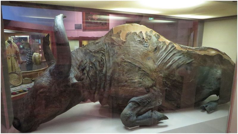 36,000-year-old Meat of a Mummified Bison was used for a Stew | The Vintage  News