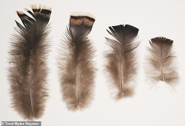 800-year-old Pueblo Indian blanket made out of 11,500 turkey feathers |  Daily Mail Online