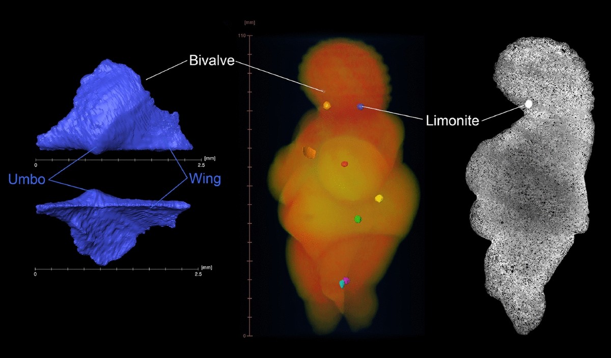 The microstructure and the origin of the Venus from Willendorf | Scientific  Reports