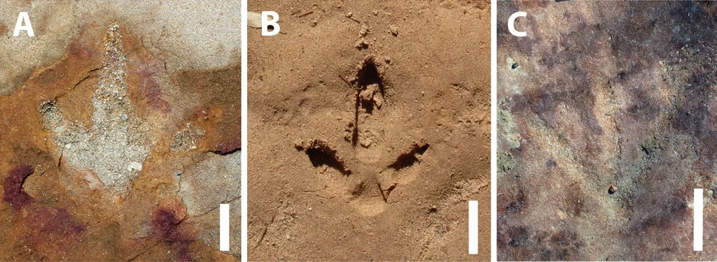 Ancient Cave Art Is Discovered Alongside Dinosaur Footprints in Brazil