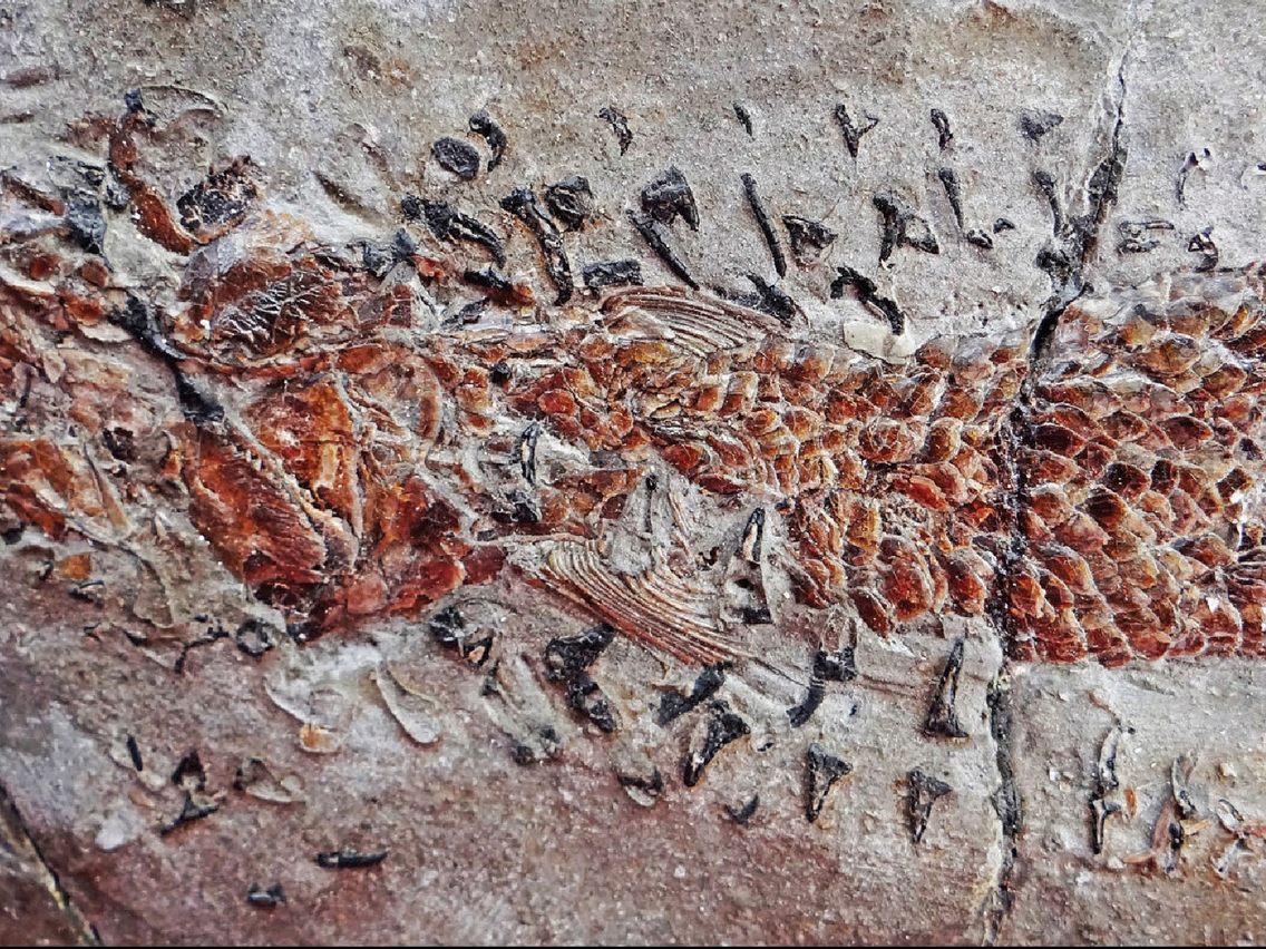 Rare Fossil Shows Squid Ancestor Attacking Prehistoric Fish - Business  Insider